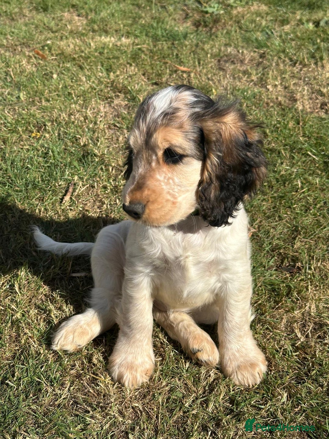 Cocker Spaniel dogs for sale: Stunning Pedigree KC Show Cocker Puppies  - Image 10