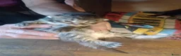 Maine Coon cats for sale: Maine Coon Kittens - Advert 27