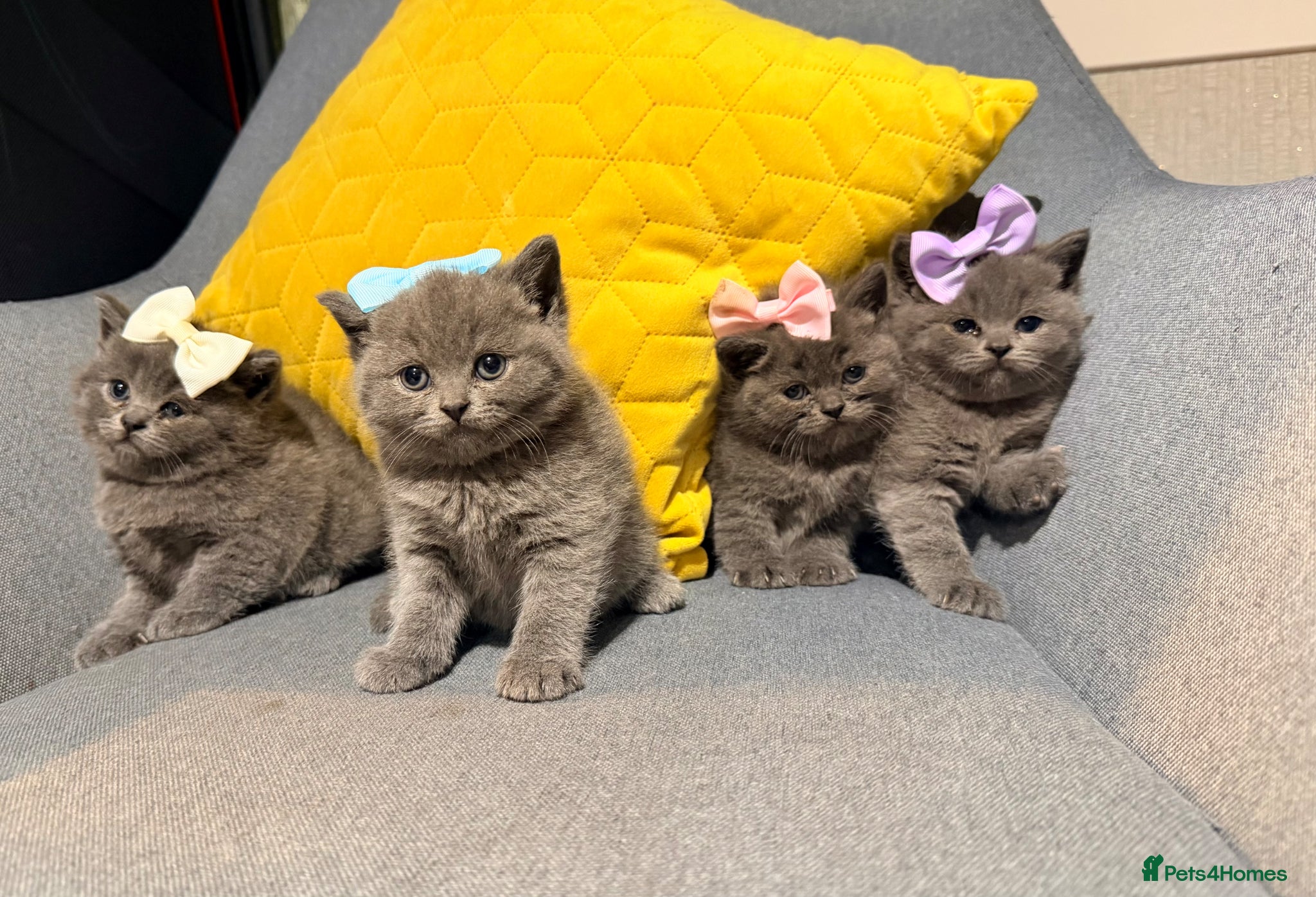 British Shorthair cats British shorthair kittens  - Advert 1