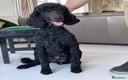 Goldendoodle dogs for sale: Stunning Goldendoodle puppies - Image 32