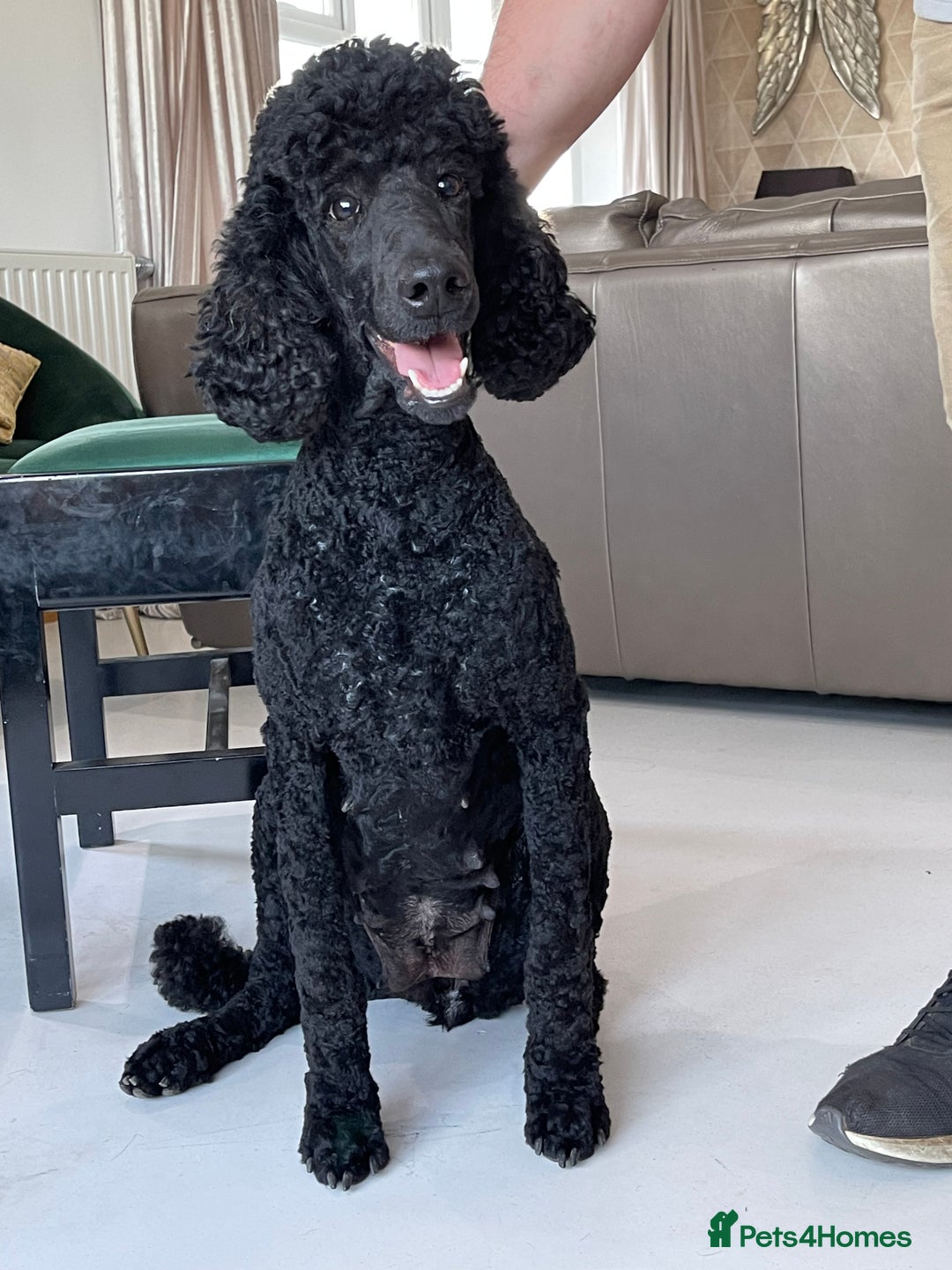 Goldendoodle dogs for sale: Stunning Goldendoodle puppies - Image 32