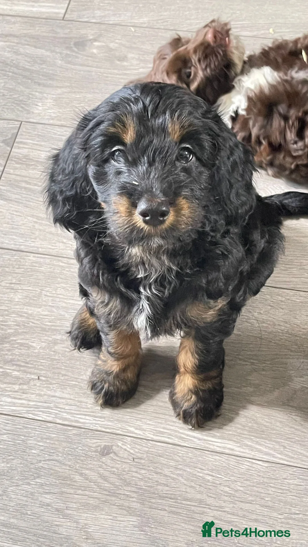 Mixed Breed dogs for sale: Sprockerpoo puppies  - Advert 1