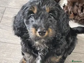 Mixed Breed dogs Sprockerpoo puppies - Advert 18