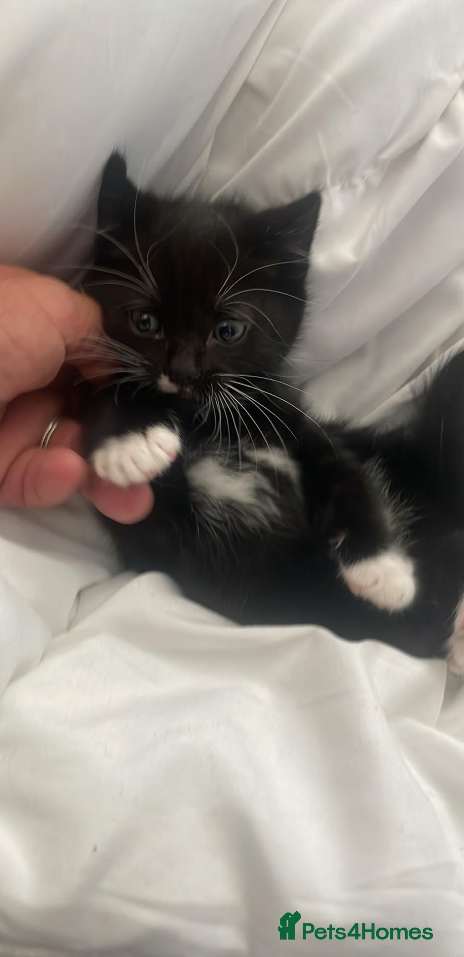 Mixed Breed cats 2 stunning kittens left - Advert 15