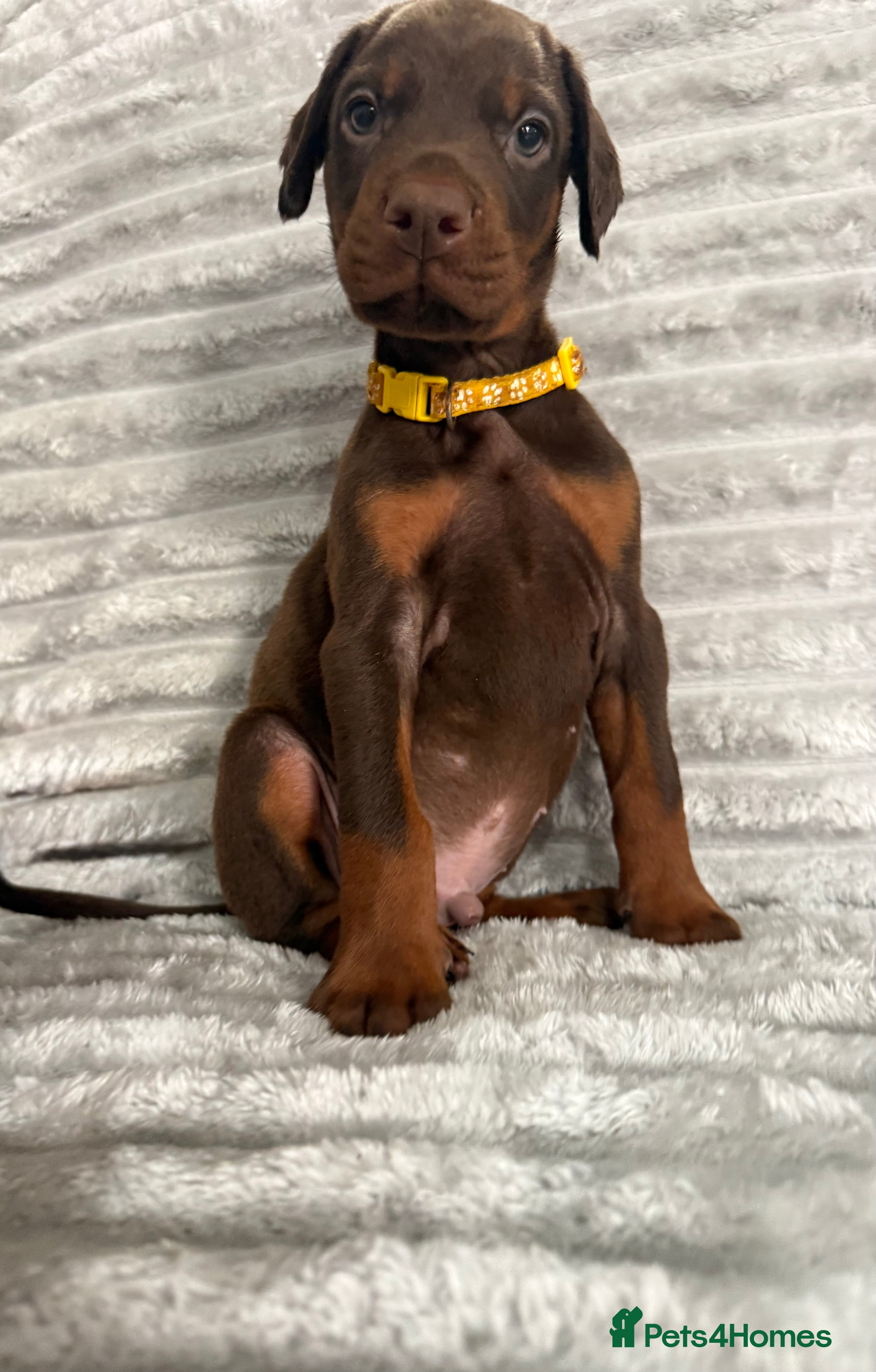 Dobermann dogs for sale: EuropeanDobermanPuppies - Advert 2