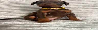 Brown Yellow Collar