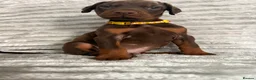 Dobermann dogs for sale: EuropeanDobermanPuppies - Advert 2