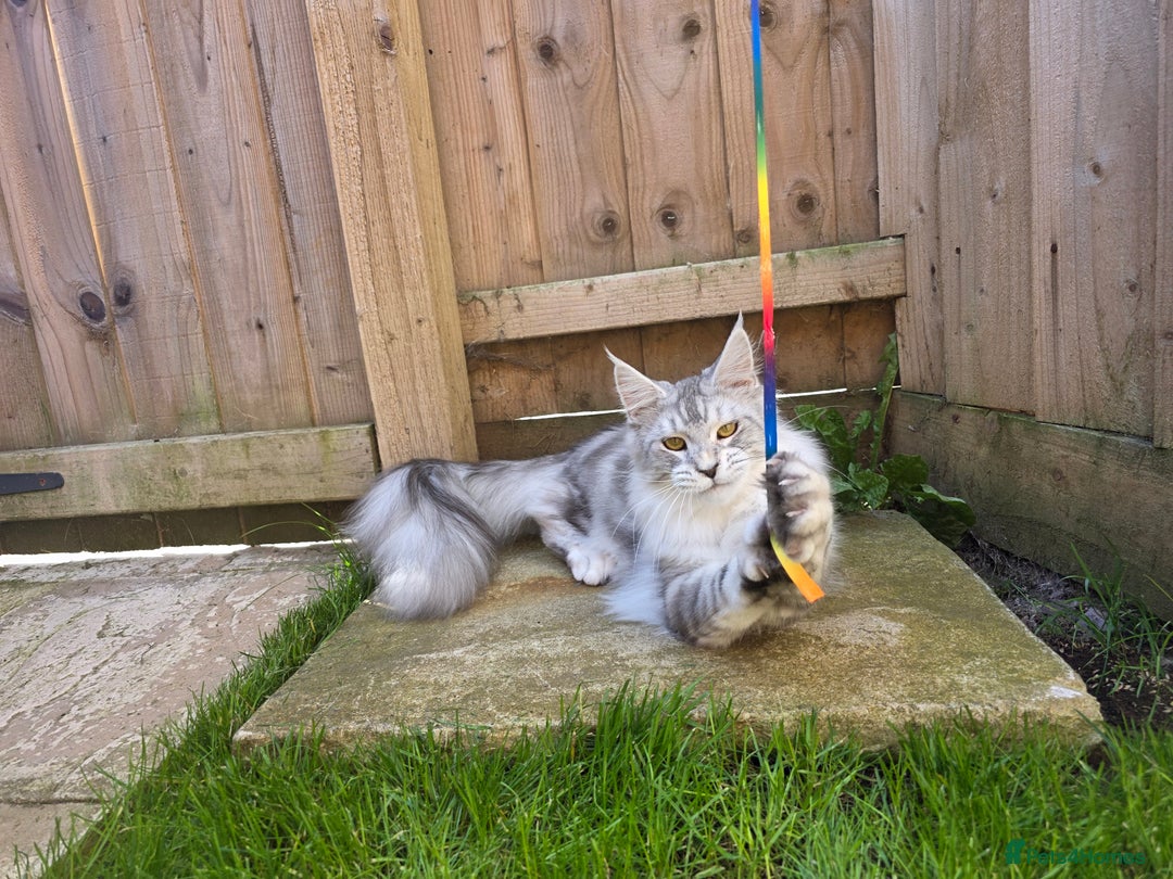 Maine Coon cats for sale: Affectionate & Handsome Purebred Maine Coon Boy  - Image 13
