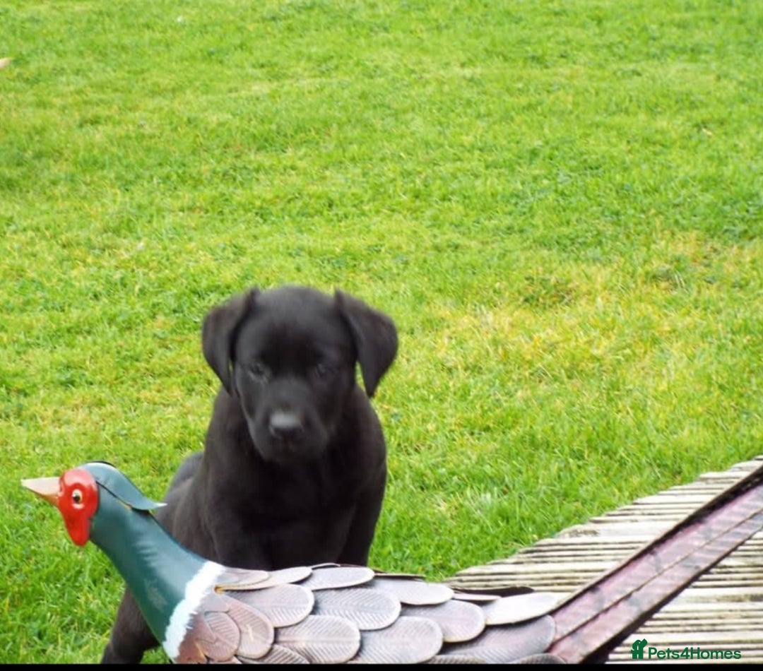 Labrador Retriever dogs for sale: Quality Litter of Labrador pups  - Advert 11