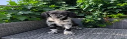 Labradoodle dogs for sale: Exceptional F2B Midi Teddybear Labradoodles - Advert 2