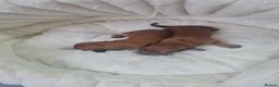Dachshund dogs for sale: Pra clear 5 beautiful LH Dachshund puppies💗💗💗 - Advert 13