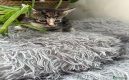 Mixed Breed cats for sale: Beautiful Mixed Breed kittens (plz see description - Image 21