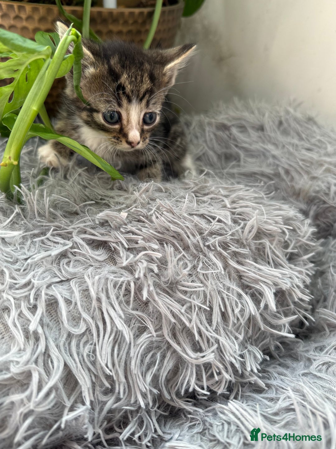 Mixed Breed cats for sale: Beautiful Mixed Breed kittens (plz see description - Image 21