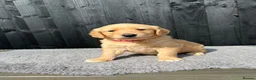 Golden Retriever dogs for sale: Kc extensively health tested boys and girls  - Advert 12