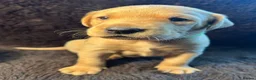 Labrador Retriever dogs for sale: Fox Red Labrador Puppies - Advert 7