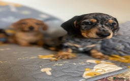 Miniature Dachshund dogs for sale: Miniature dachshund  - Image 11