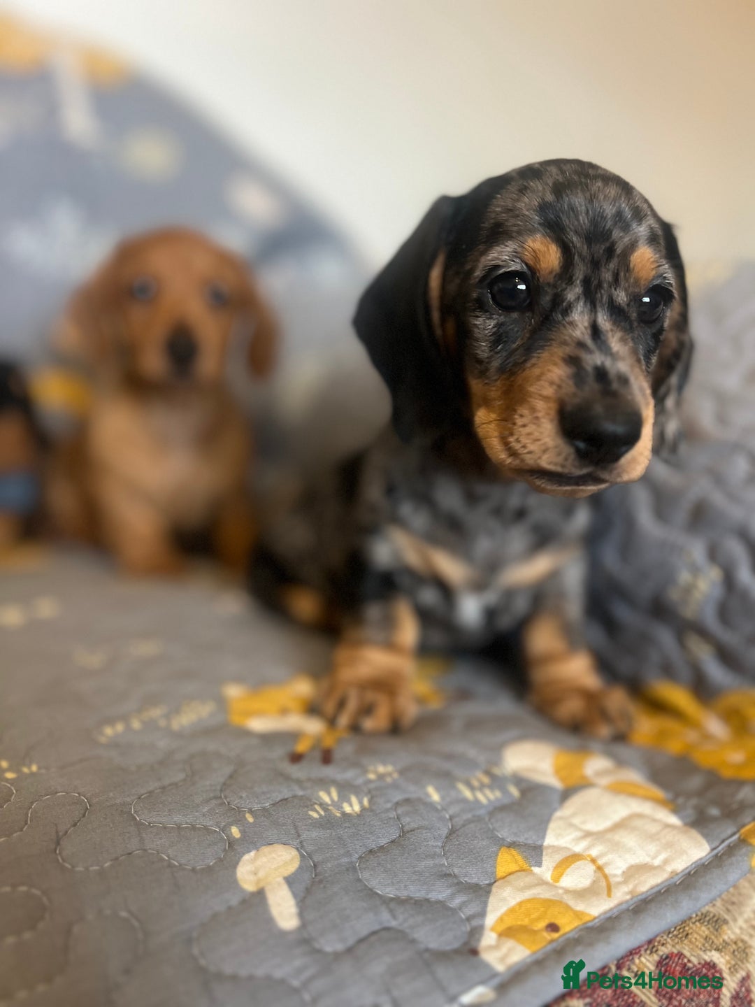 Miniature Dachshund dogs for sale: Miniature dachshund  - Image 11