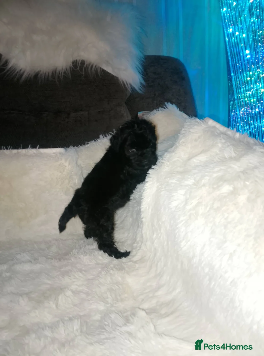 Cockapoo dogs for sale: Miniature cockapoos  - Advert 5