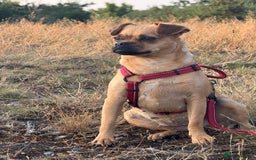 Jug dogs for sale: Jug (Jack Russell & Pug) Female  - Image 10