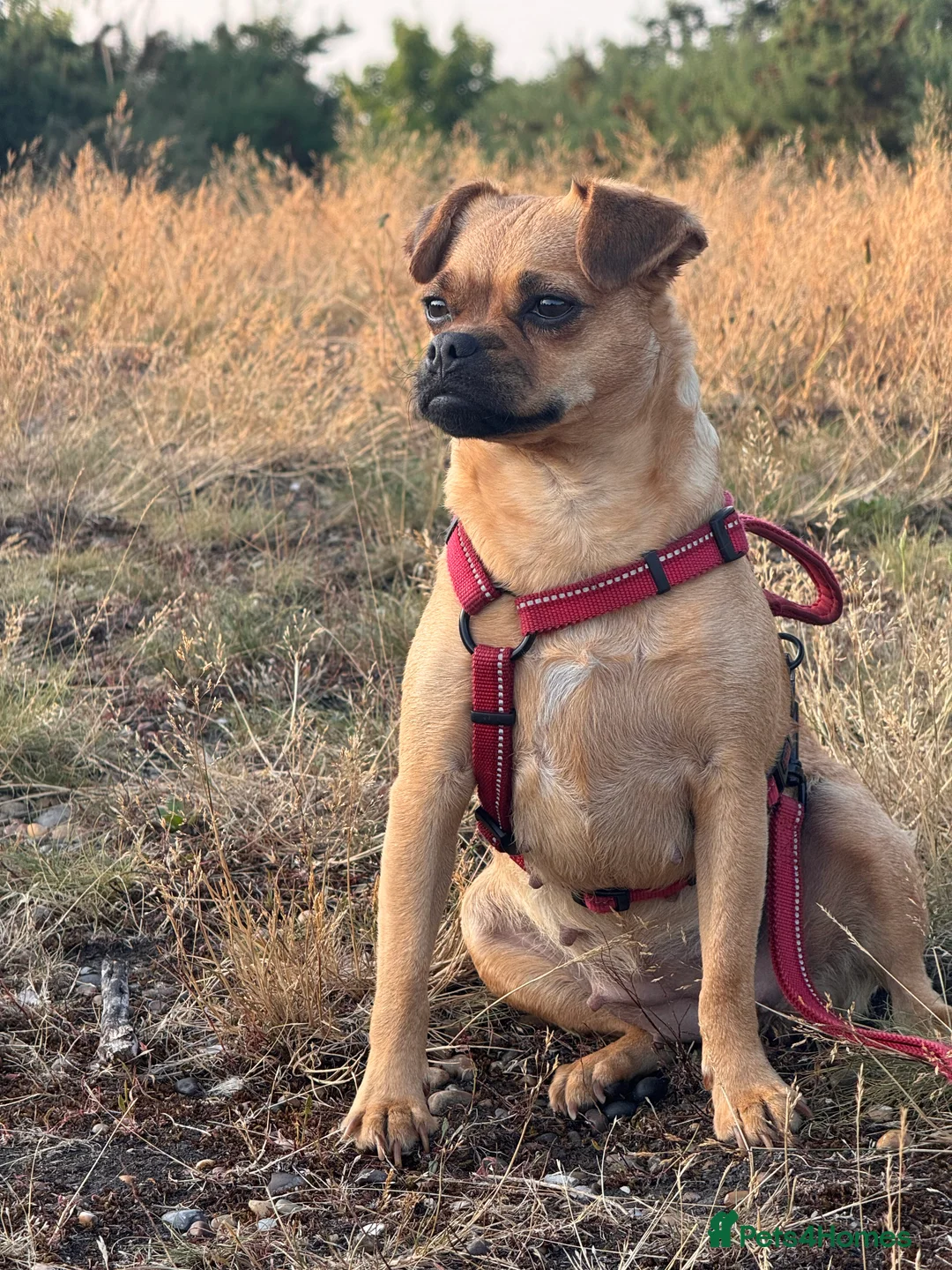 Jug dogs for sale: Jug (Jack Russell & Pug) Female  - Advert 10