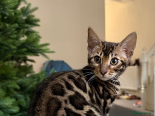 Bengal cats Bengal kittens - Advert 10