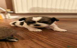 Shorkie dogs for sale: Shih tzu cross puppies  - Image 2