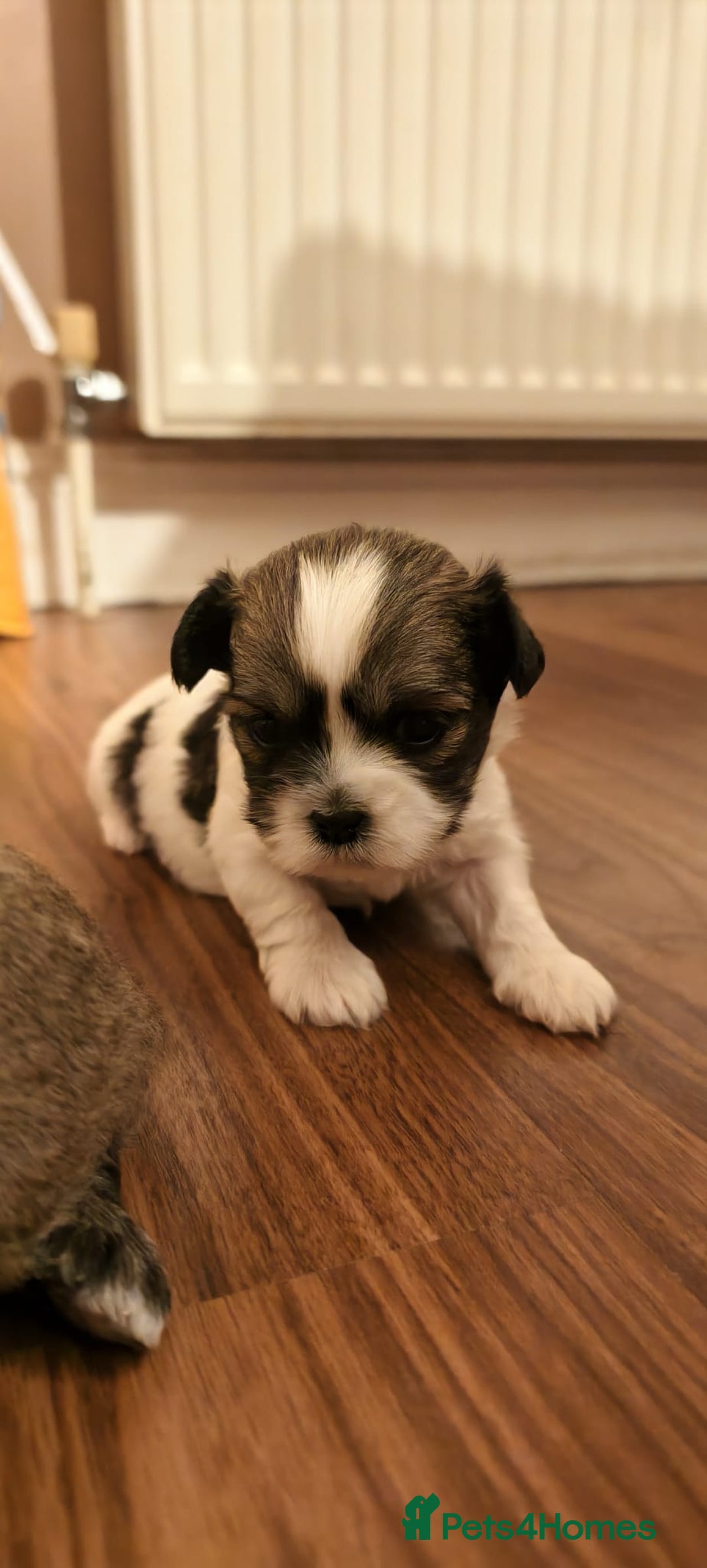 Shorkie dogs for sale: Shih tzu cross puppies  - Image 2