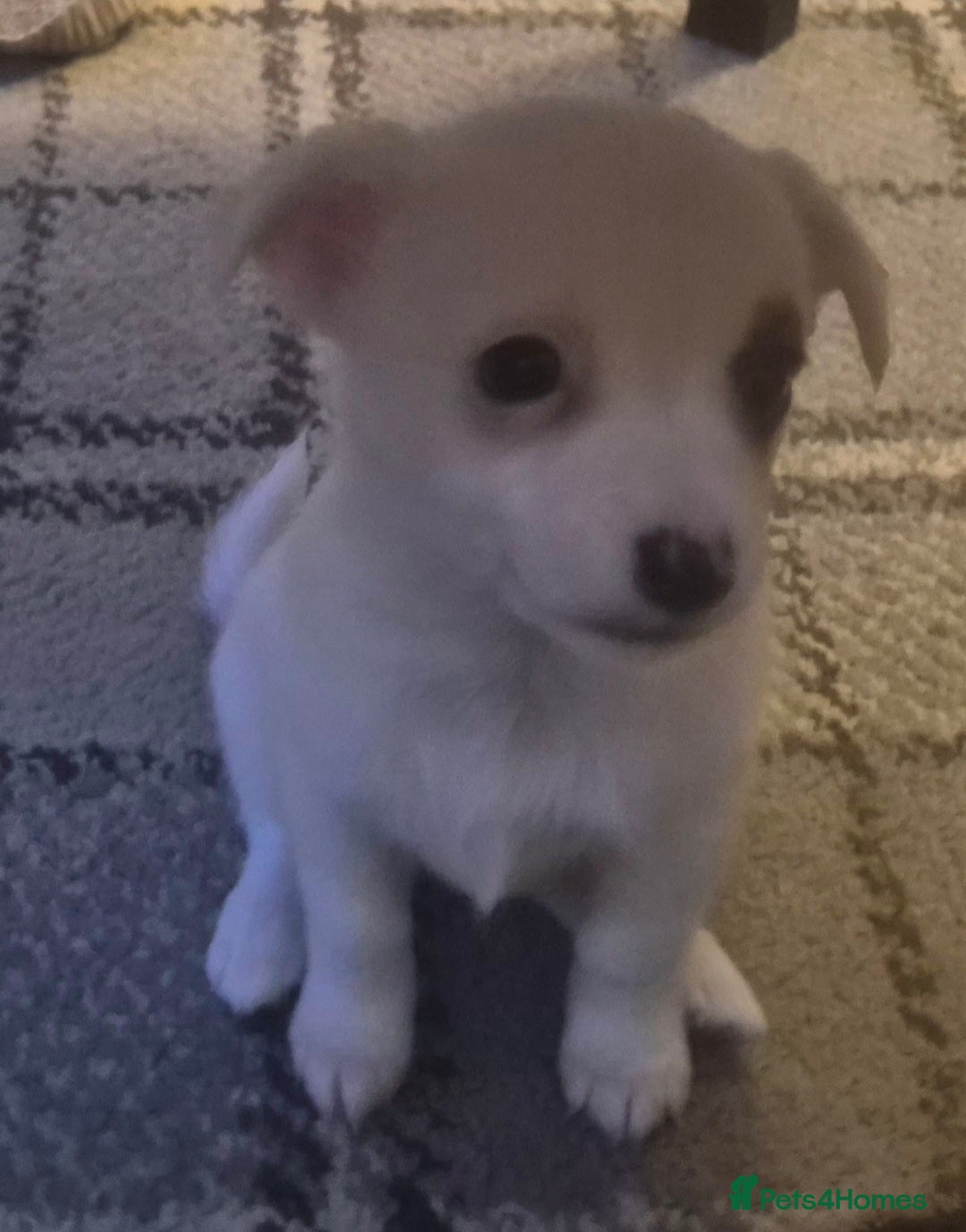 Mixed Breed dogs for sale: Miniature Jack Russell x Chihuahua Pups - Image 14
