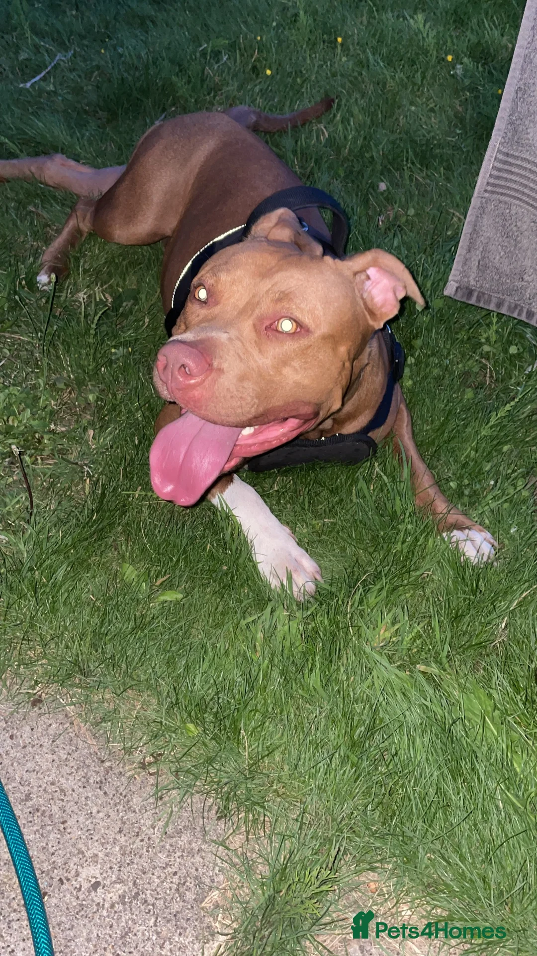 Staffordshire Bull Terrier dogs for sale: Brown and white Staff in Bracknell - Advert 9