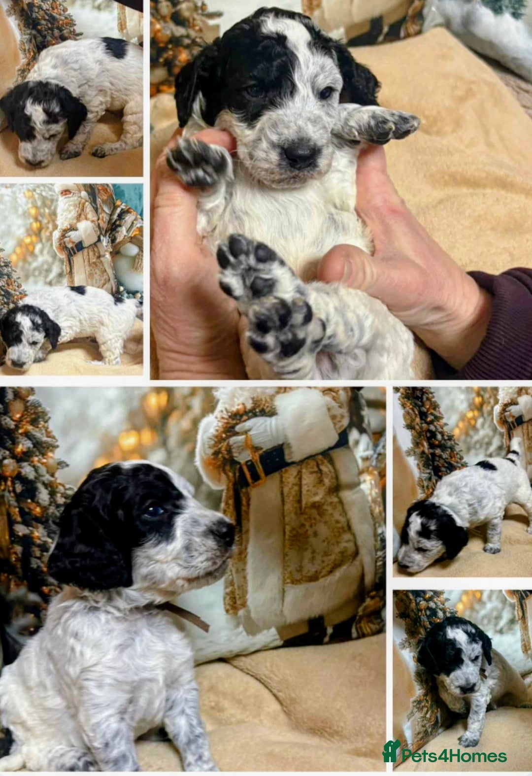 Cockapoo dogs for sale: Cockapoo puppies - Advert 12