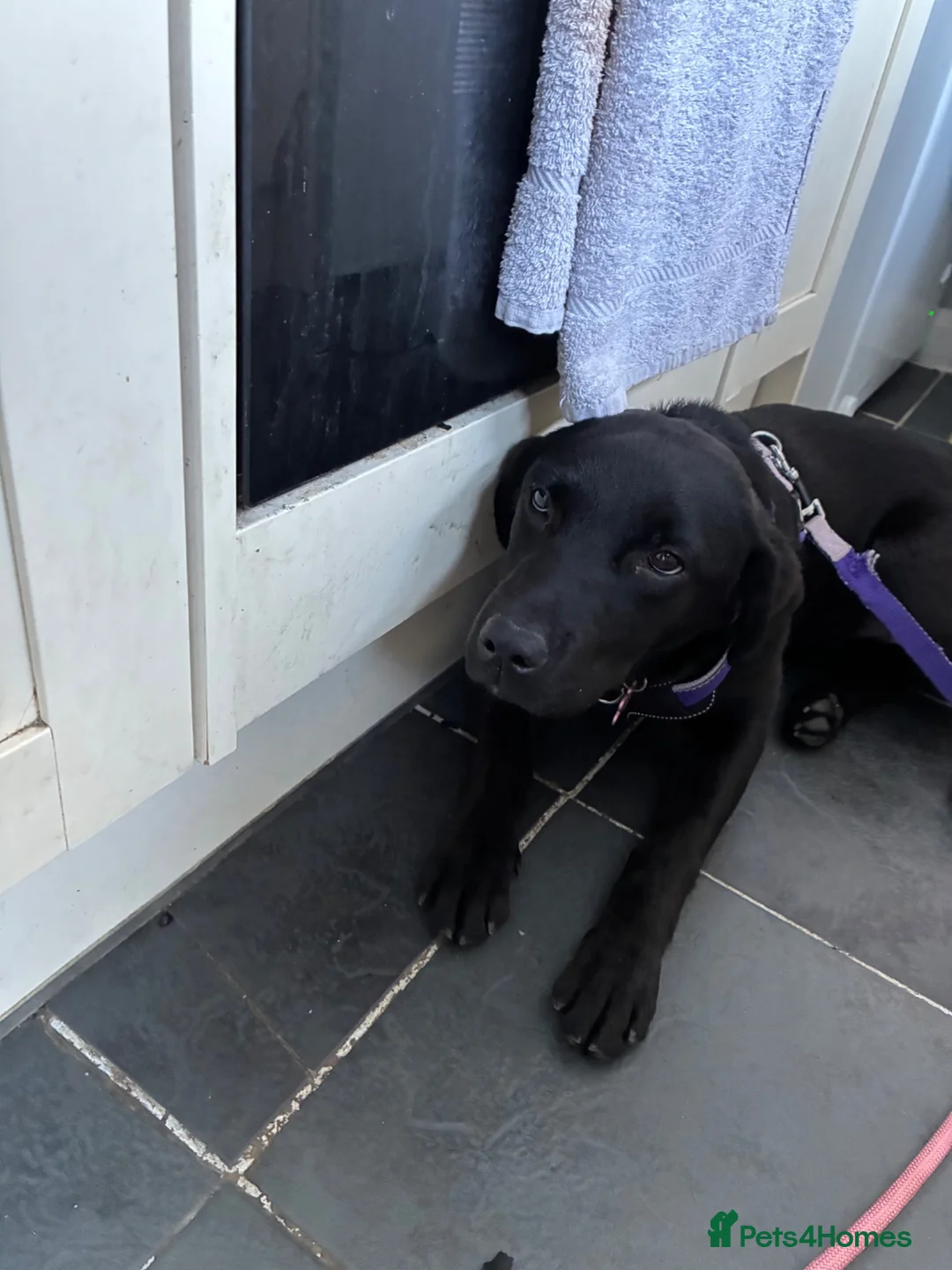 Labrador Retriever dogs for sale: Black Labrador Nala - Advert 2