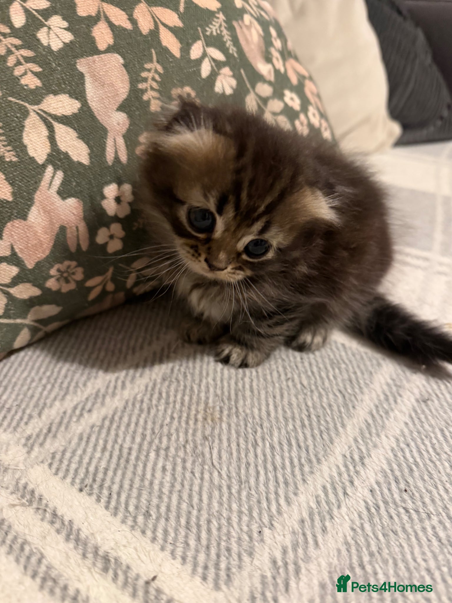 Scottish Fold cats Adorable kittens - Advert 1