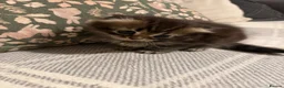 Scottish Fold cats for sale: Adorable kittens - Advert 4