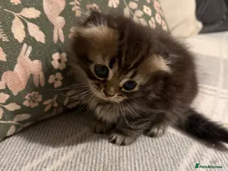 Scottish Fold cats Adorable kittens - Advert 1