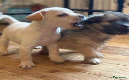 Mixed Breed dogs for sale: Fluffy Frenchie x Jackapoo  - Image 9