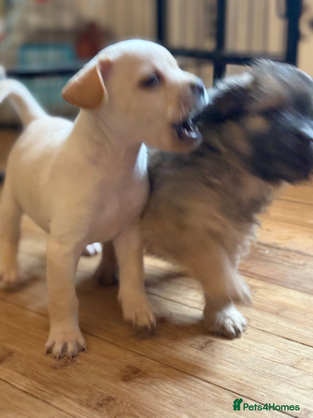 Mixed Breed dogs for sale: Fluffy Frenchie x Jackapoo  - Image 9