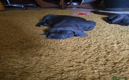 Cane Corso dogs for sale: My puppies  - Image 7