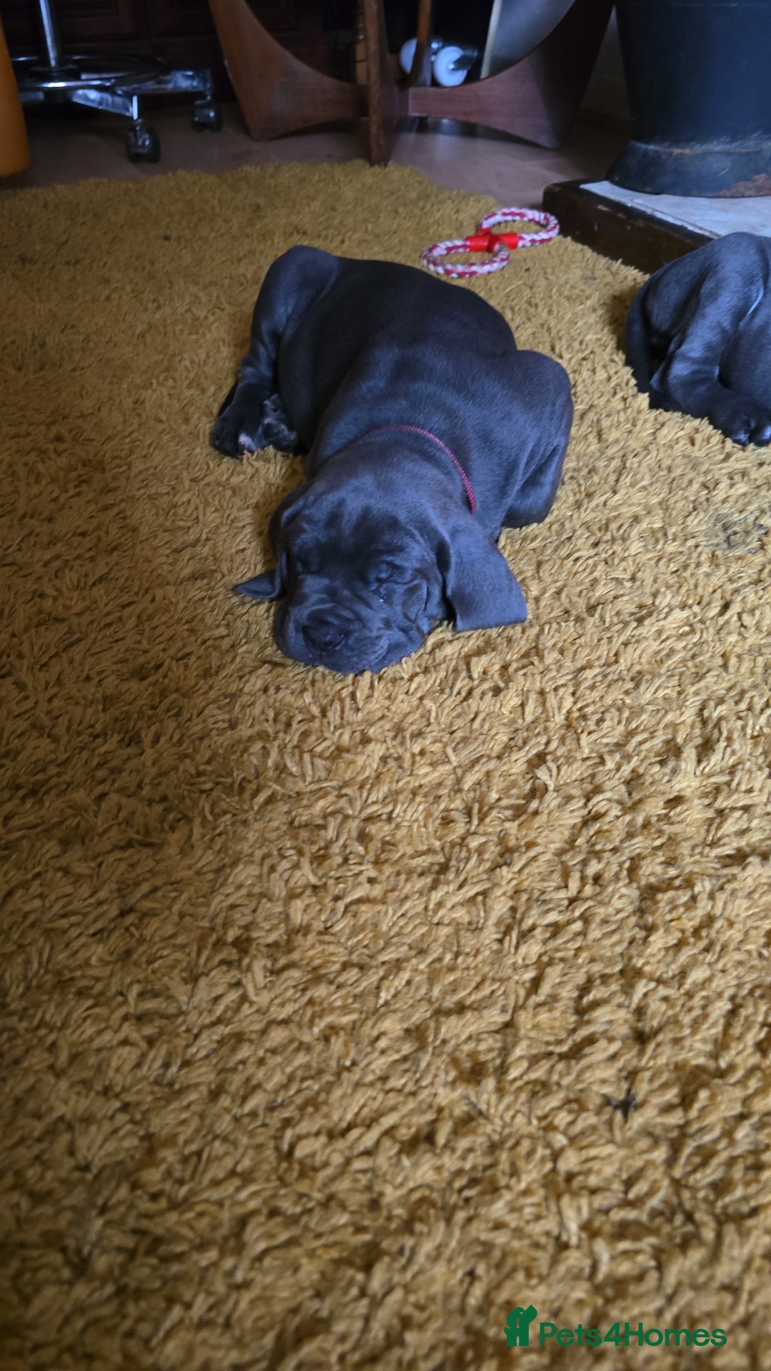 Cane Corso dogs for sale: My puppies  - Image 7