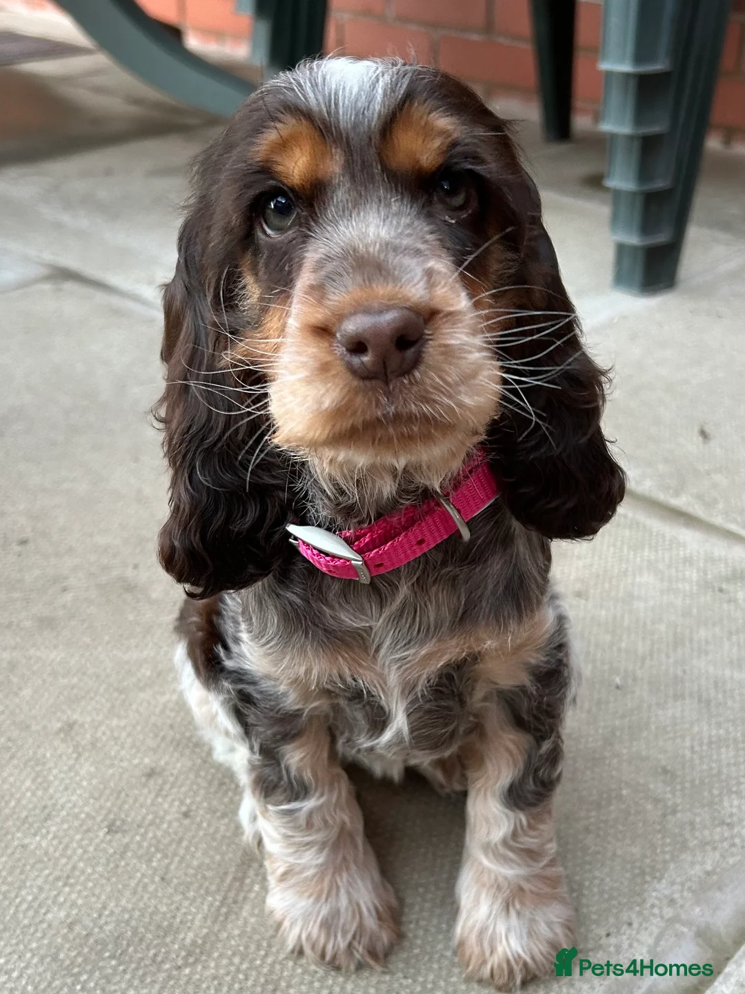 Cocker Spaniel dogs for sale: Show Cocker Girl pup - fantastic pedigree  - Advert 2