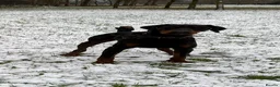 Dobermann dogs for sale:  Doberman puppies health tested 5* license  - Advert 12