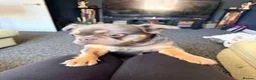 Frug dogs for sale: Bailey - Advert 4