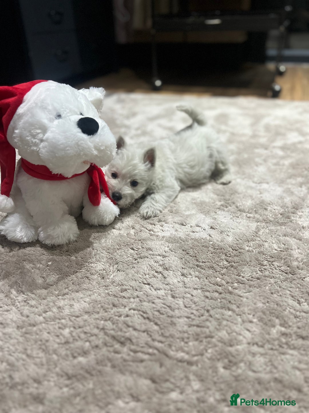 West Highland Terrier dogs for sale: Kc registered west highland white puppies.  - Advert 1