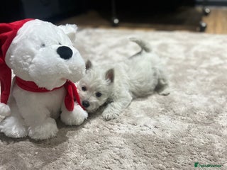 West Highland Terrier dogs Kc registered west highland white puppies. - Advert 4