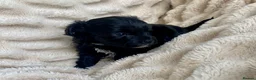 Maltipoo dogs for sale: Adorable F1B Merle/Maltipoo Puppies x 5 - Advert 19