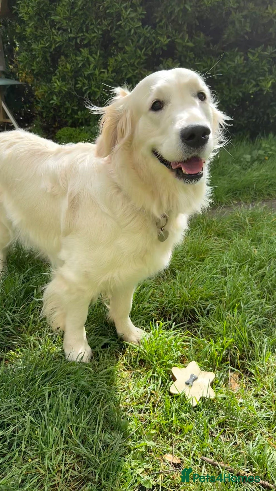 Golden Retriever dogs for sale: 🌟KC Reg cream Golden Retriever puppies due soon🌟 - Advert 1