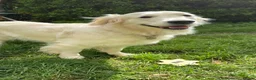Golden Retriever dogs for sale: 🌟KC Reg cream Golden Retriever puppies due soon🌟 - Advert 1