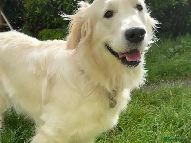 Golden Retriever dogs for sale: 🌟KC Reg cream Golden Retriever puppies due soon🌟 - Advert 1