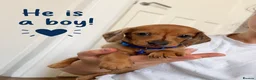 Dachshund dogs for sale: Beautiful dachshund puppies - Advert 7