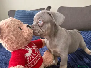 French Bulldog dogs FrenchBulldog Puppies - Advert 3