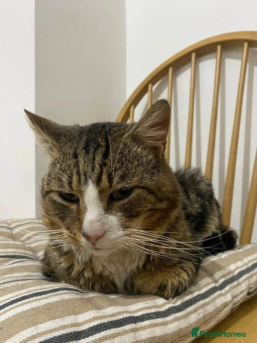 Mixed Breed cats for adoption: Rescue cat Astro looking for a home - Advert 4